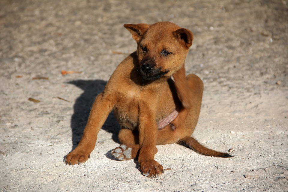 Brown dog scratching itself