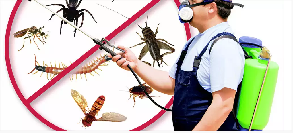 exterminator and insects