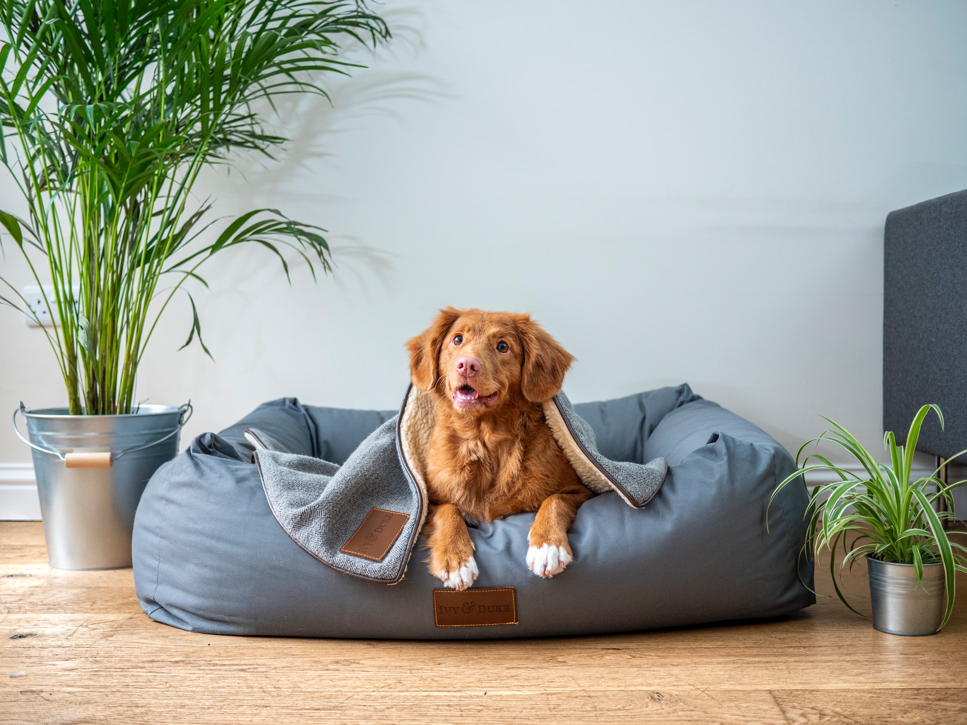 dog in the sofa
